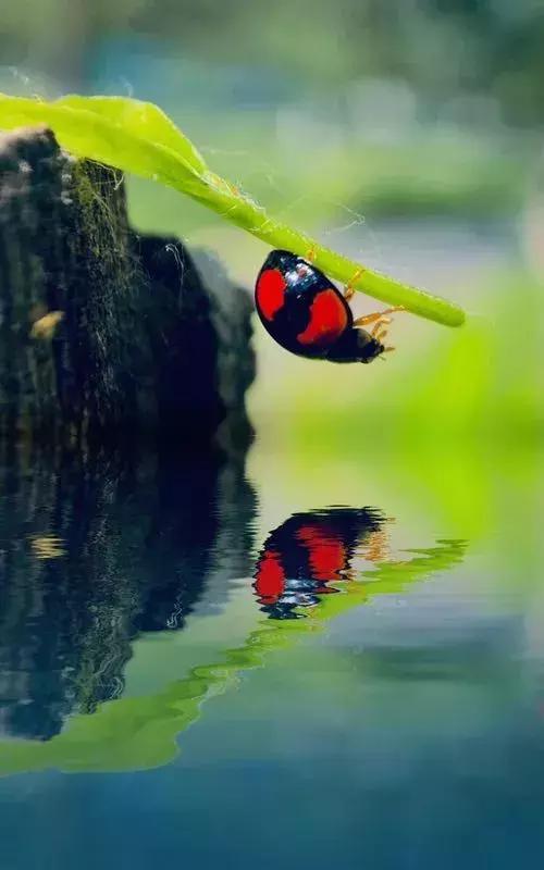 手机相机倒影怎么办,手机拍倒影照片怎么拍