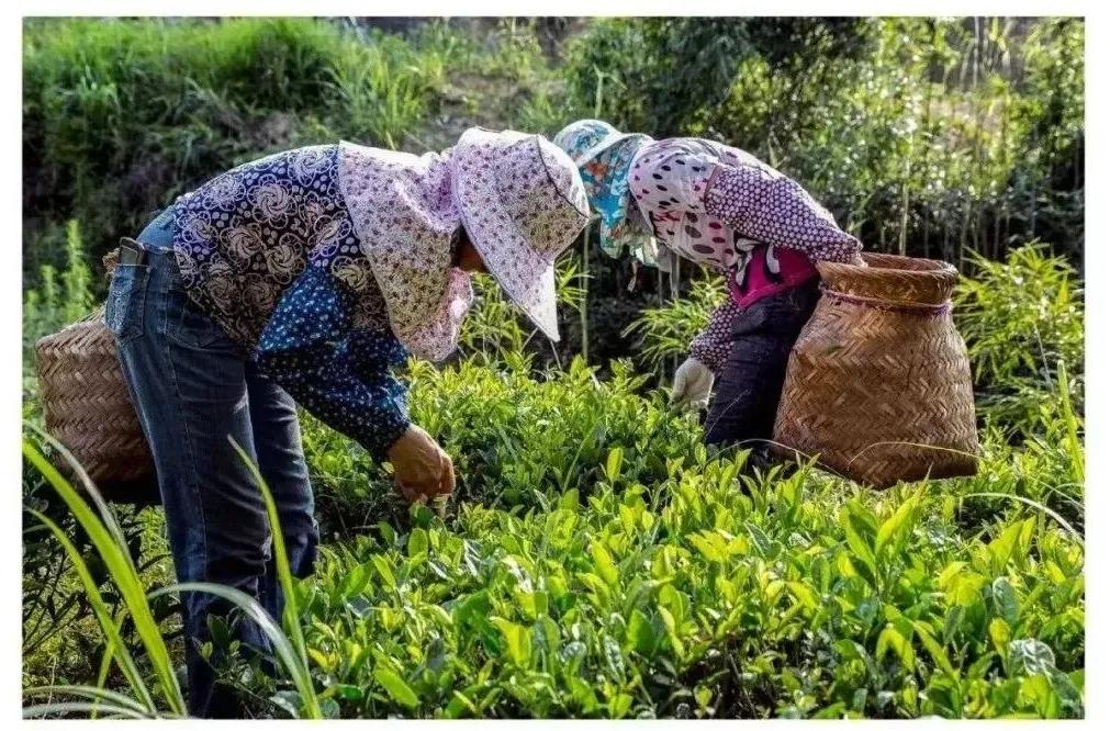 厦门同安周末踏青好去处,厦门岛内踏青景点大全