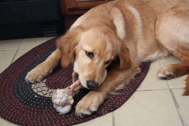 兽医偷偷告诉你，这7种食物的*伤杀**力非常大，可能会害死狗狗