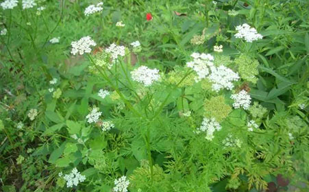 大面积蛇床子的种植方法,蛇床子种植技术及亩效益
