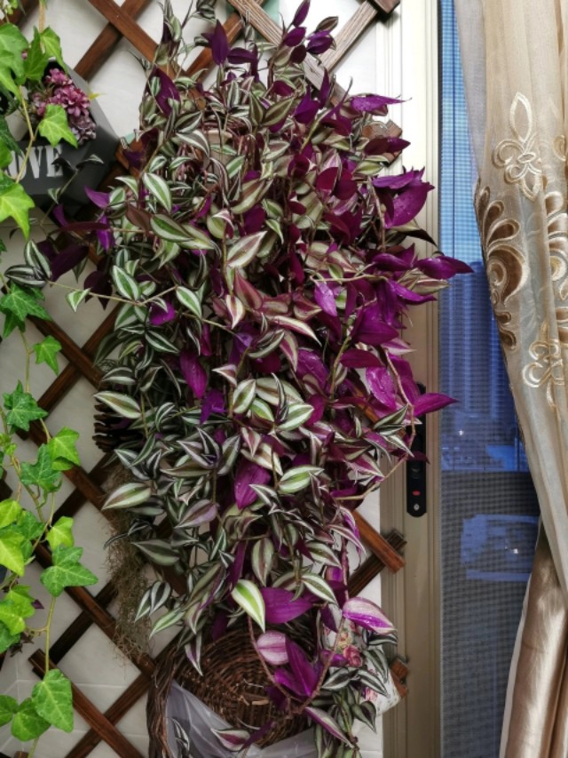 100种室内盆栽花,花卉大全500种盆栽名称