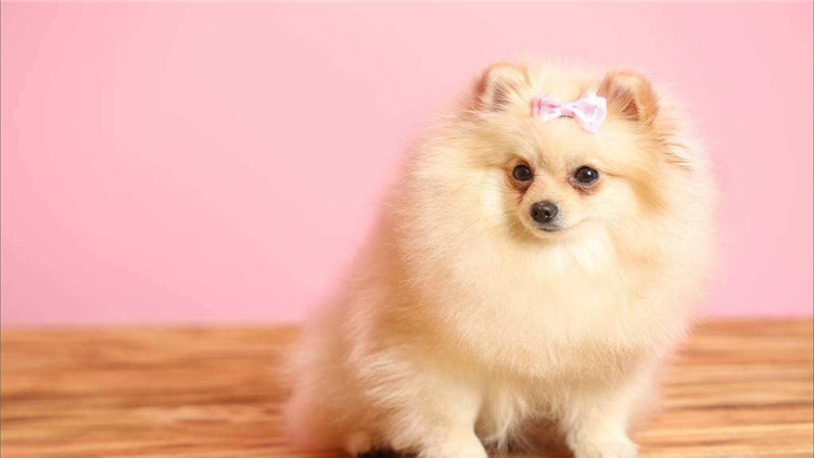 博美犬呕吐透明带白色泡沫,博美犬呕吐没精神吃什么药