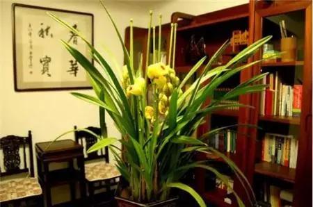 室内的花什么时候搬出去比较好,不宜室内养的5种花