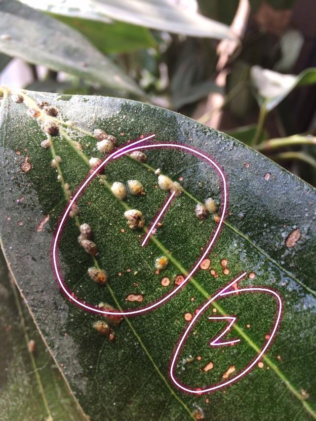 平安树的枝干变黑了怎么办,平安树正常叶子是什么样的