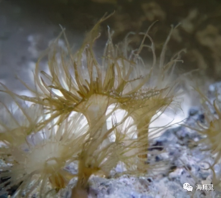 活石上不请自来的“偷渡客”，你们都是谁？