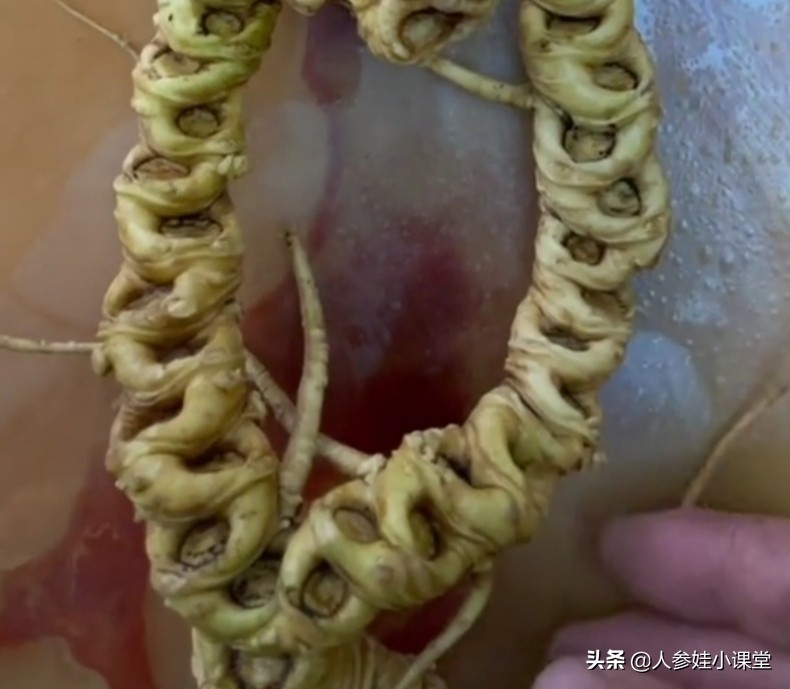 怎么分辨人参的年份,如何确定人参的年份