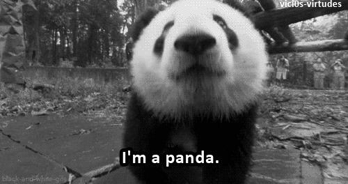 熊猫贝贝美国饲养员,海归大熊猫贝贝中国饲养员