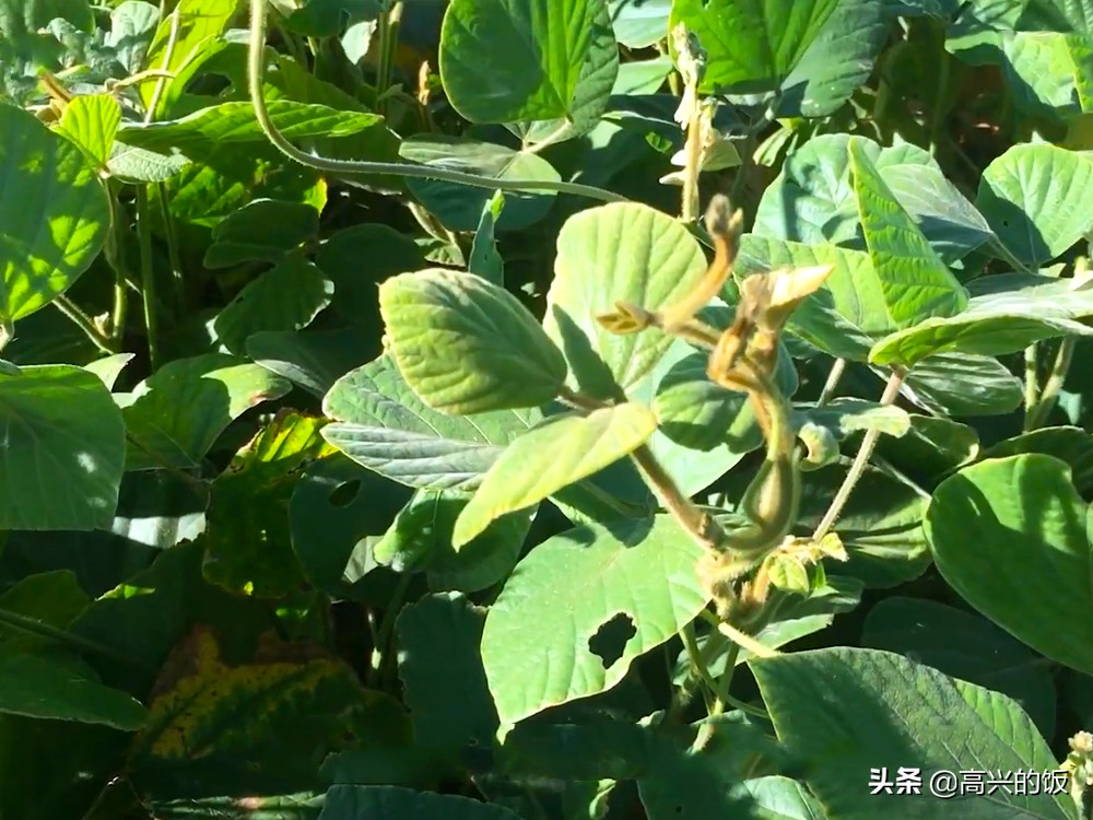 葛根在美国食用,葛根在美国泛滥成灾