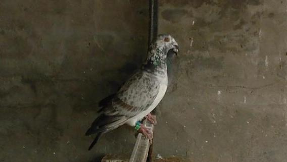 什么原因会造成整个鸽舍鸽子不叫,为什么有许多养鸽人抓天落鸽去卖