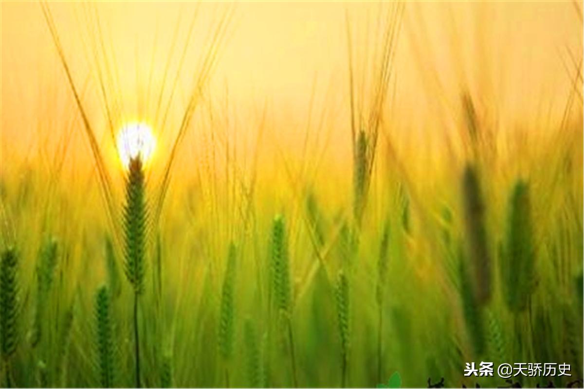 芒种时节田间忙,芒种时节忙收又忙种是俗语吗