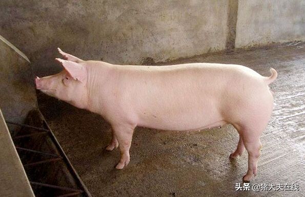 这个解剖案例，能让你更懂后备母猪的饲养管理