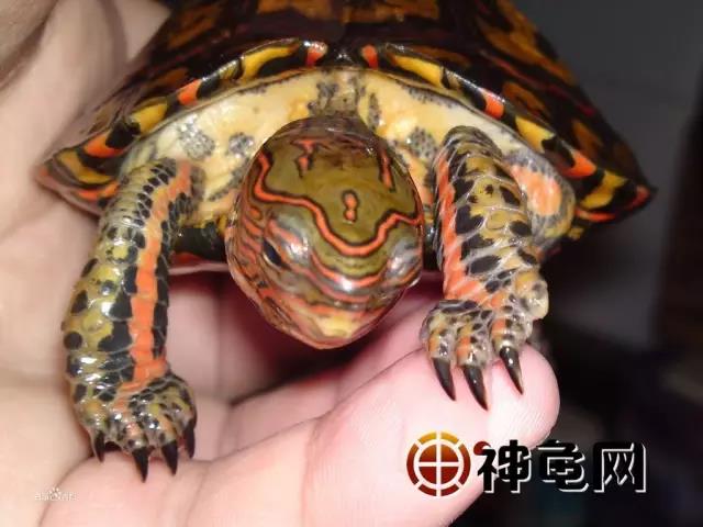 洪都拉斯木纹龟是保护动物吗,洪都拉斯木纹龟高背