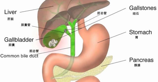 胆囊切除术后饮食食谱做法,胆囊切除术后饮食怎样调理