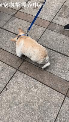 被遗弃的小法斗,法斗被遗弃