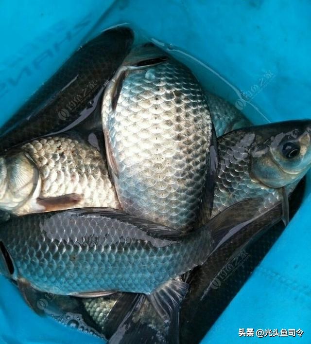 初夏野钓鲫鱼七星漂,初夏野钓钓鲫鱼