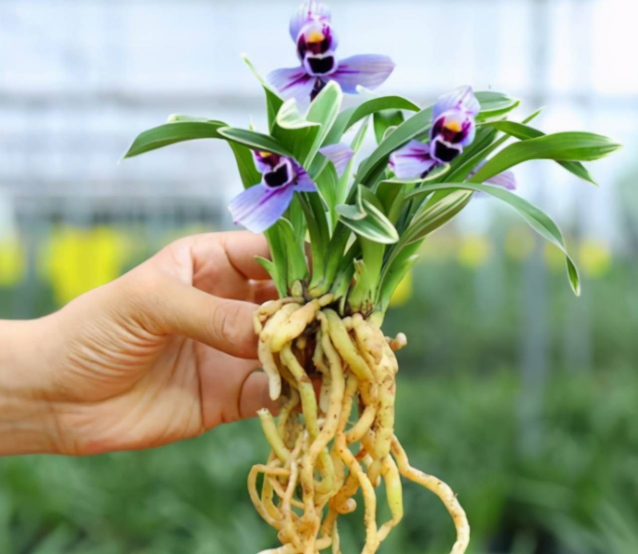 超级好养的荷瓣兰,兰花莲瓣兰金边品种