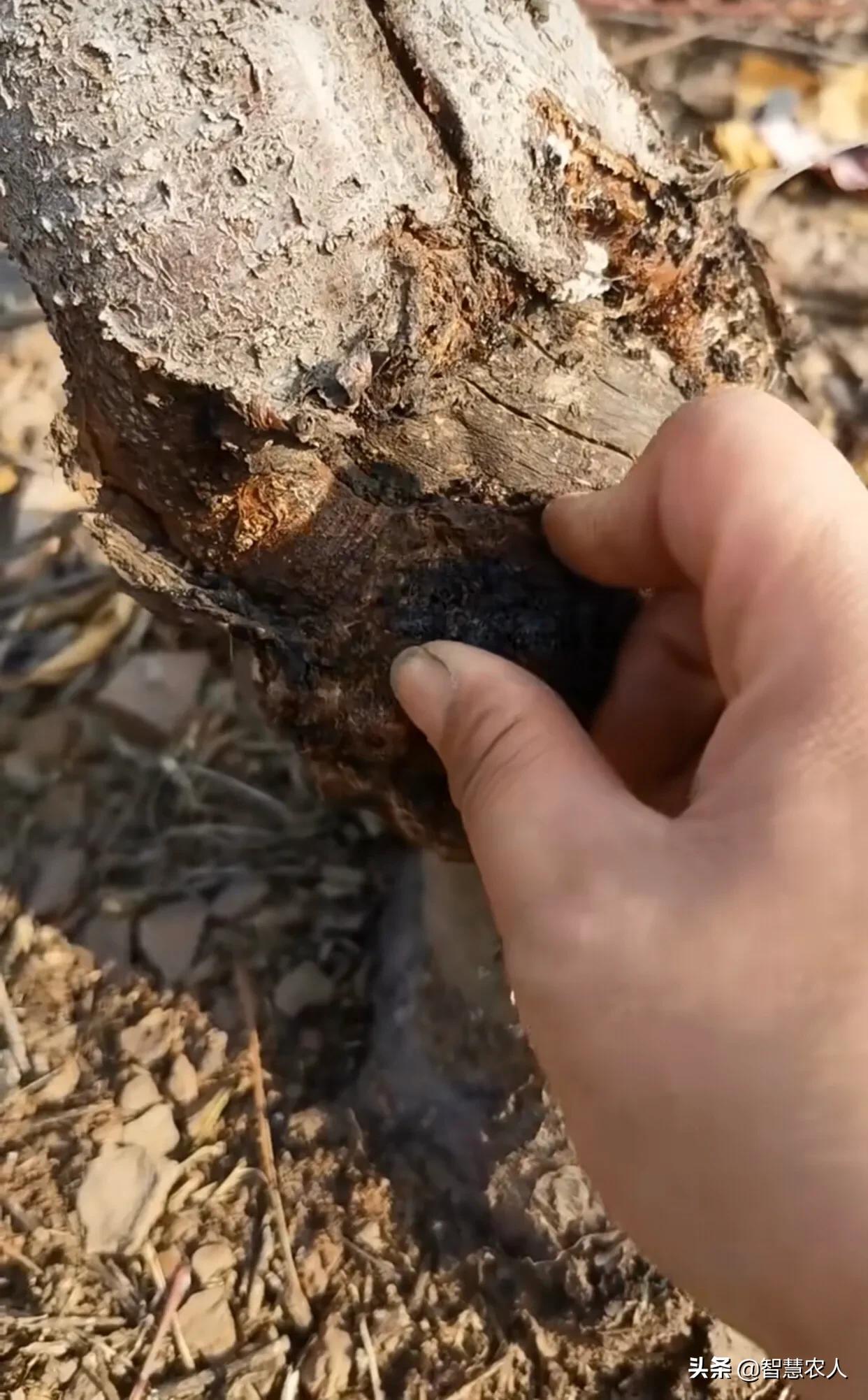 预防桃树流胶病用什么药,桃树流胶什么时候防治