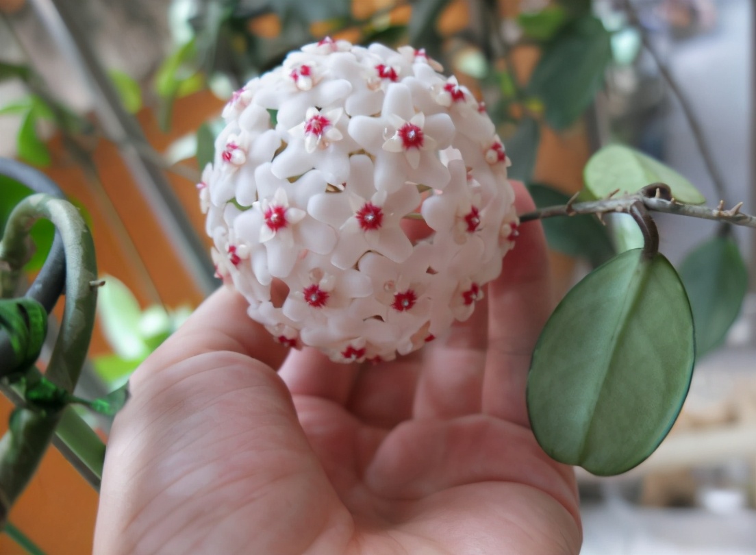 养球兰的三大忌,网购球兰不生长怎么回事