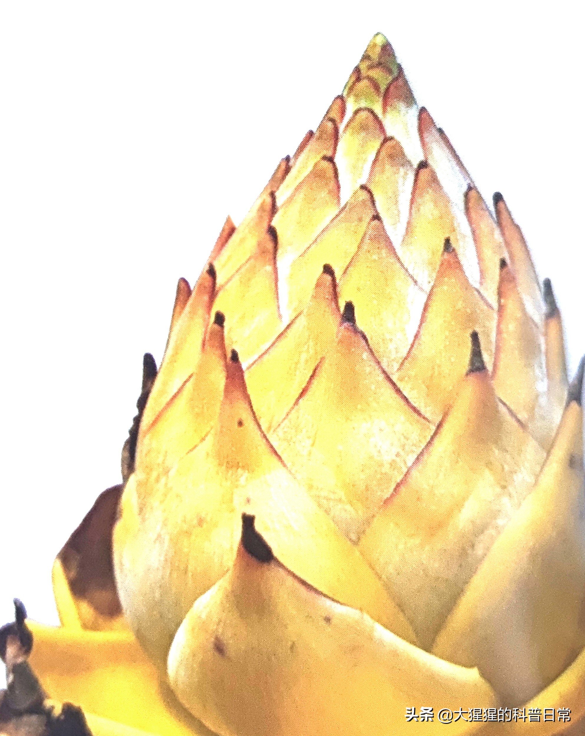 单子叶植物双子叶植物的简图,单子叶植物叶脉是什么