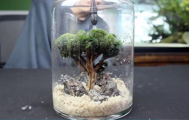 莫斯树到底好不好,莫斯树是什么