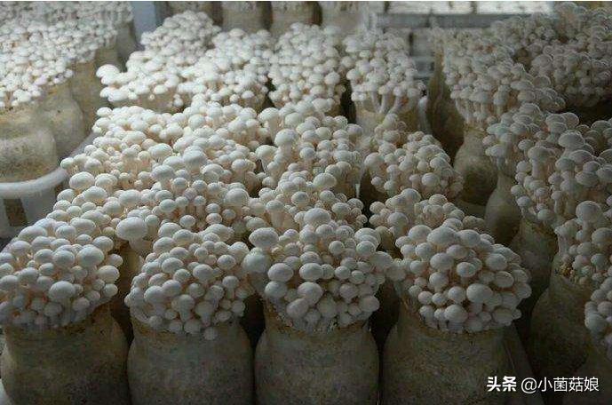 春季育菇病虫害的综合防治方法，一定要看哦~