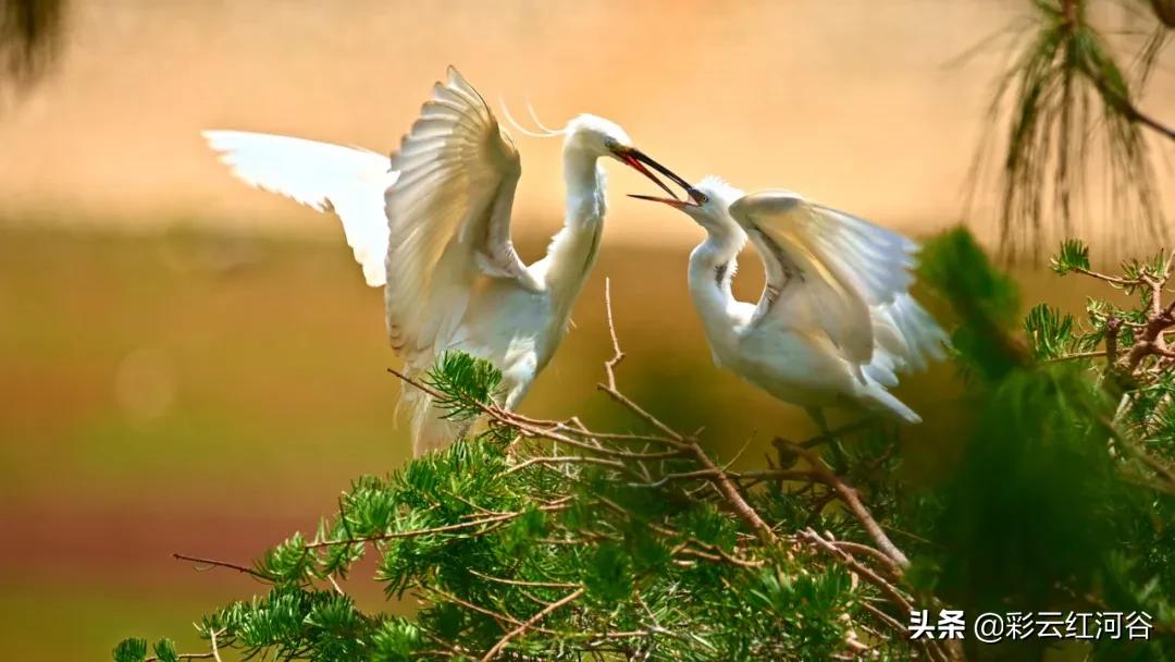 中国云南哪里好看,云南的云彩为什么好看