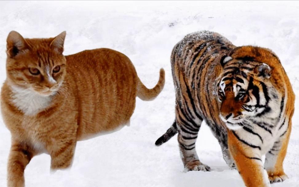 餐饮业现在应该选择什么样的赛道,餐饮业的新突破