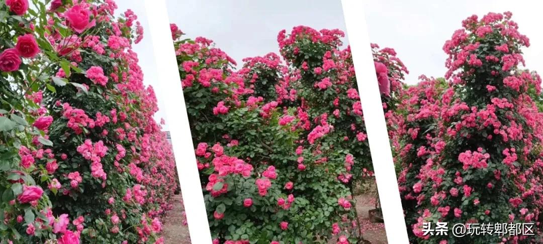 郫都区最美的花海,成都郫都花乡玫瑰开放了吗