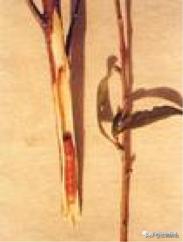 蛀干害虫是钻蛀害虫吗,果树枝干钻蛀害虫图片