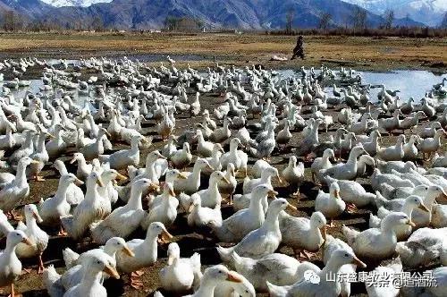 鸭流泪眼睛肿是怎么回事,鸭子眼睛红肿流泪是什么病