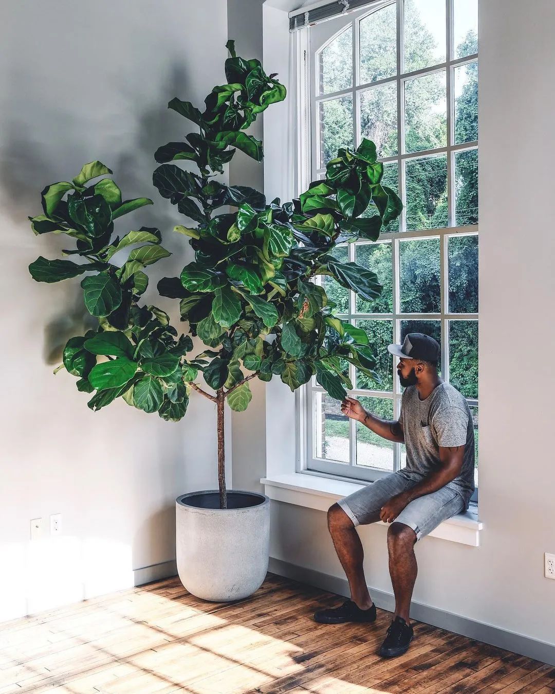 金盆洗手吧，植物杀手们