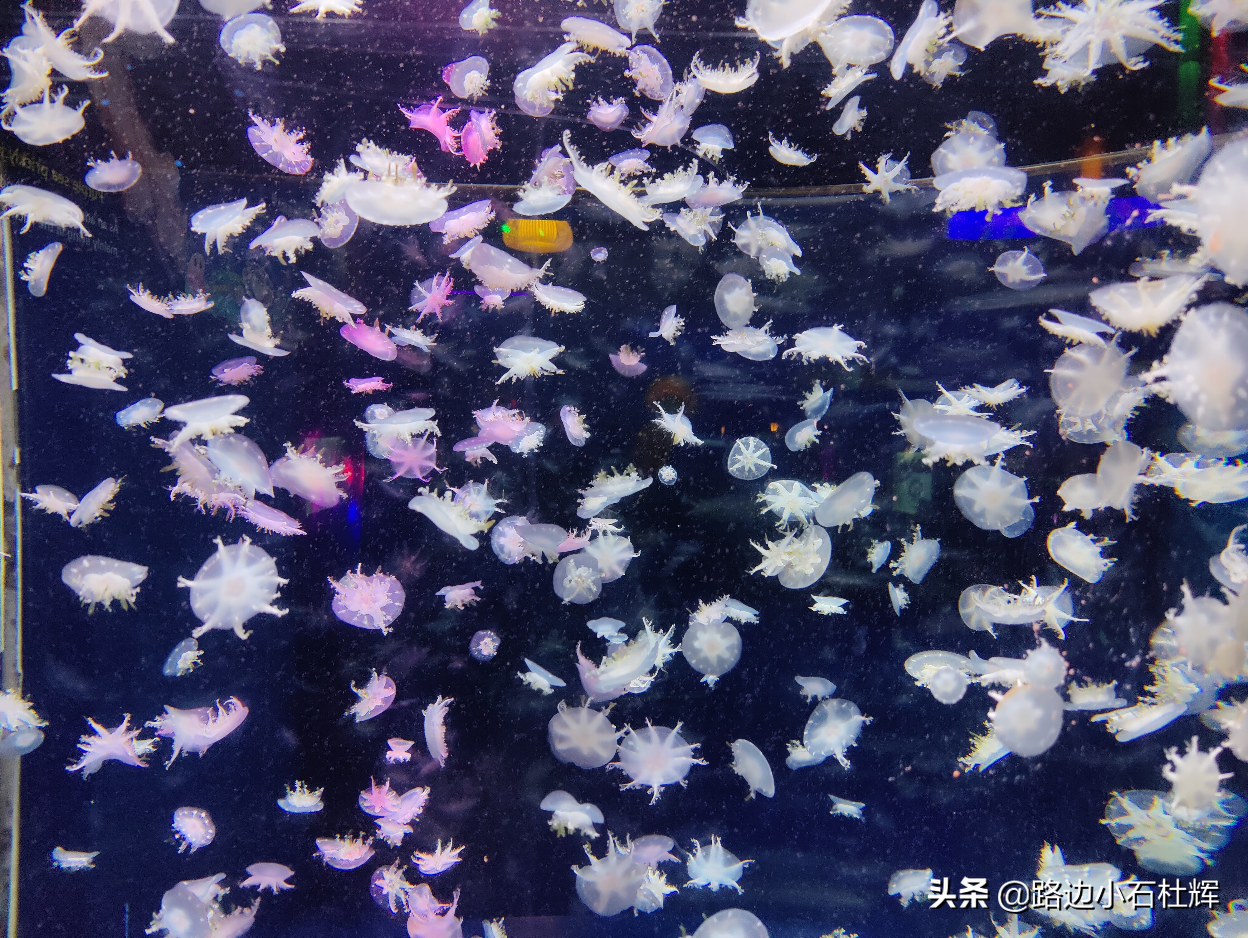 北京海洋馆游玩一览表,北京太平洋海洋馆海底世界