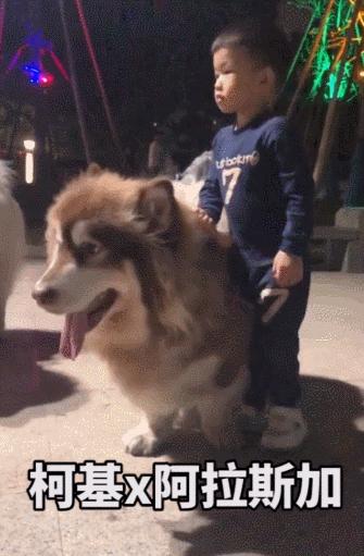 让狗子远离柯基,让你家狗离柯基远点