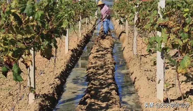 葡萄为什么会落花落果是熟透了吗,葡萄花期用什么防止落花落果