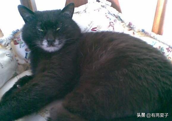 古代有哪些宠物猫品种名称,根据猫咪花色取名的猫品种