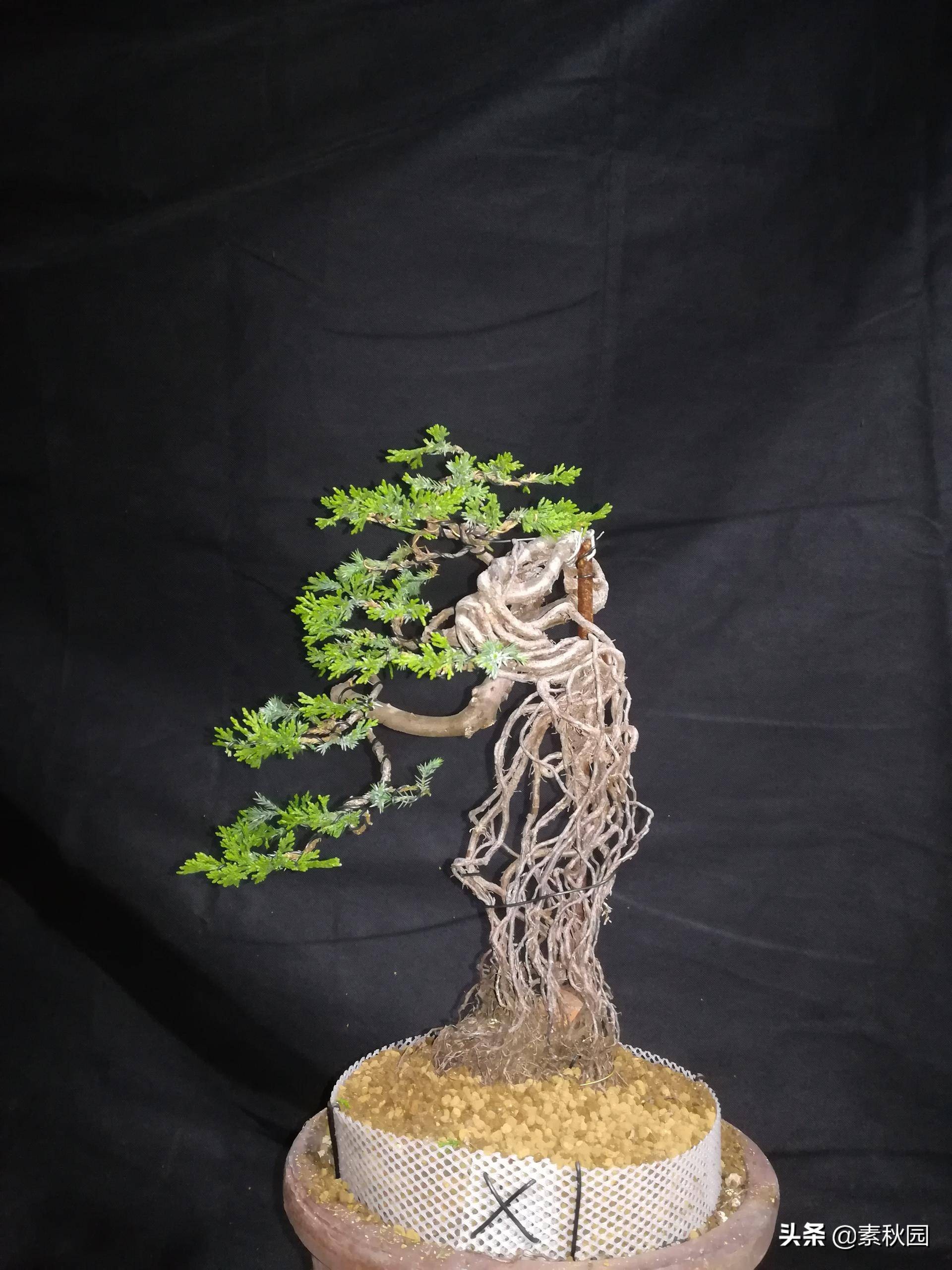 怎样从一棵小苗培养成提根盆景—台湾真柏