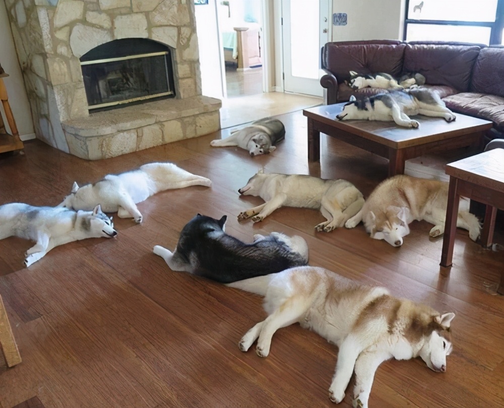 狗狗不睡狗窝睡床怎么训练,狗狗不睡狗窝睡地上感冒