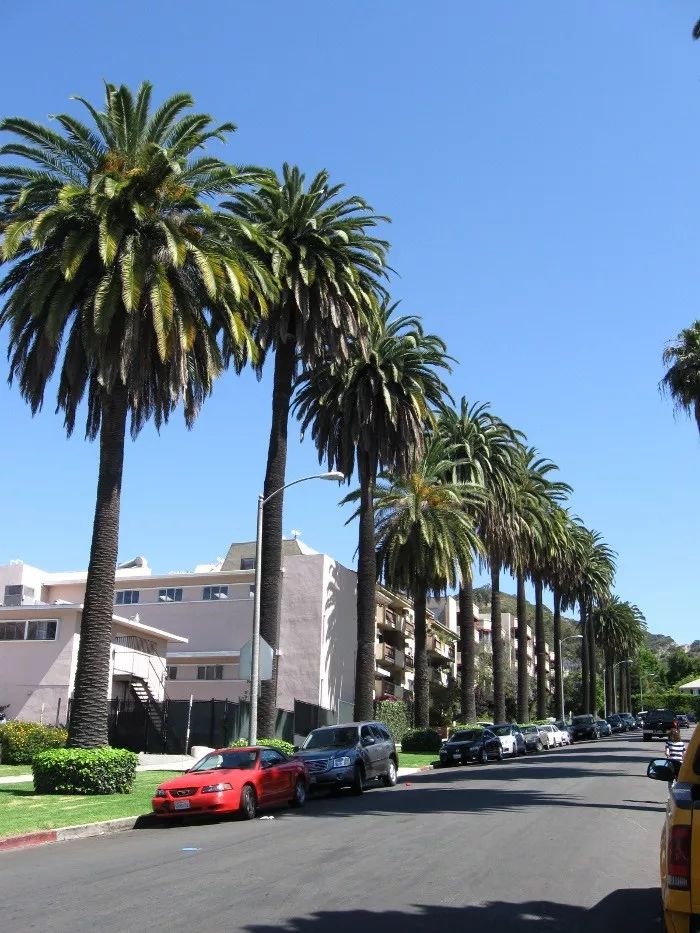 棕榈科植物的景观用途,观赏棕榈植物与景观
