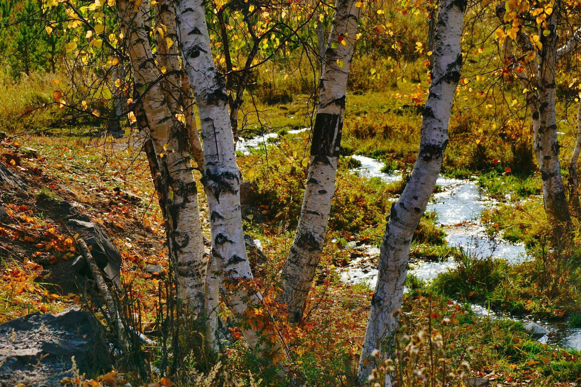 京北第一天路千松坝国家森林公园,千松坝森林公园和京北第一天路