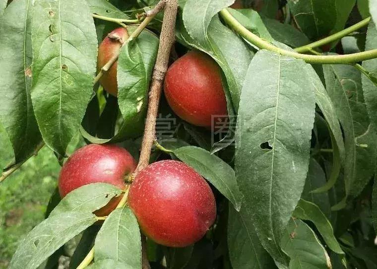 NO.850:阿克苏本地信息大全!每周一、三、五发布