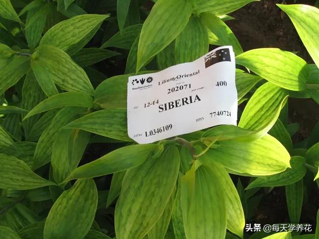 百合虫害的防治方法,百合病虫防治和管理