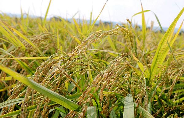 食材分享思路及方法,食材分享共赢