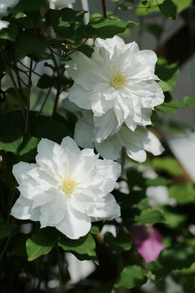 被名字耽误的8种花材,被名字耽误的花