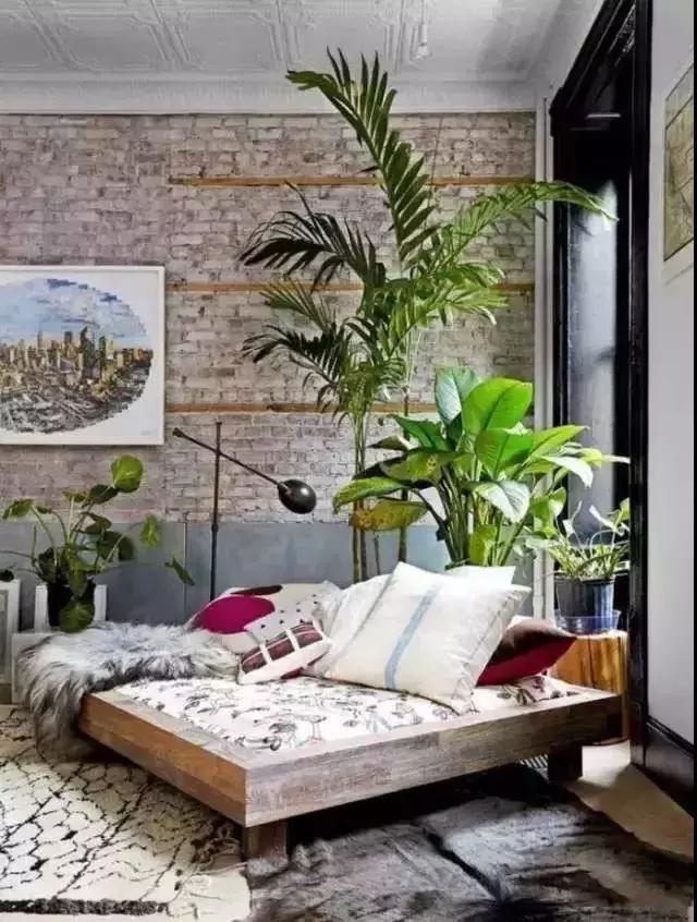 什么植物甲醛吸附好,房间里吸收甲醛的植物有哪些