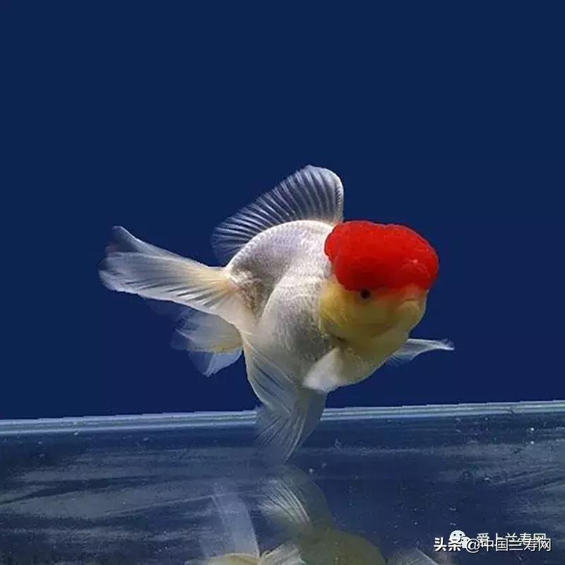 鹤顶红金鱼多久能长大,金鱼品种介绍之鹤顶红