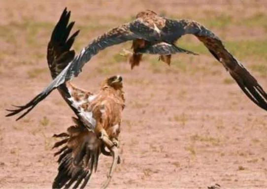 鹰怎么捕食蛇,鹰吃蛇为什么不怕毒蛇