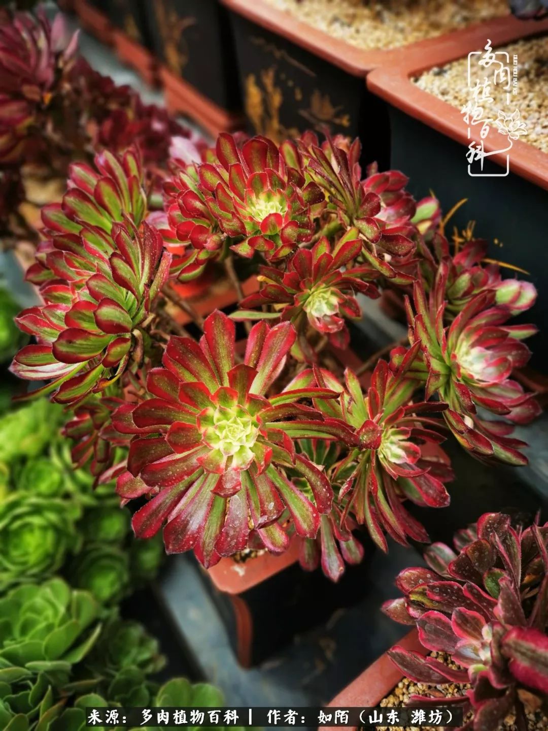 凤凰涅槃,浴火重生!多肉法师圣斗士们的秋天!(附养护经验)