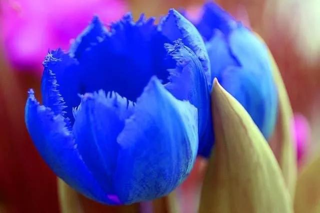 月季花的花花世界,郁金香的花海视频