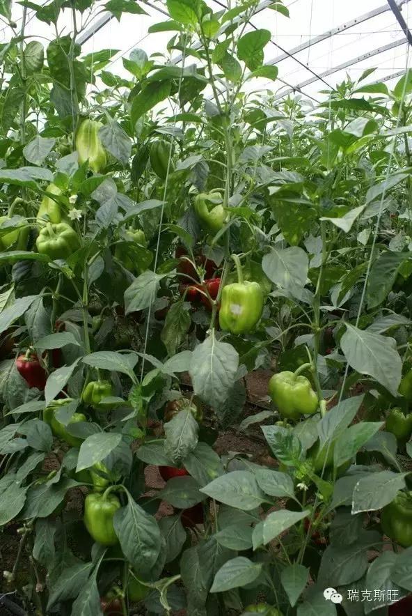 白芨病害及防治,白粉病发病规律防治措施