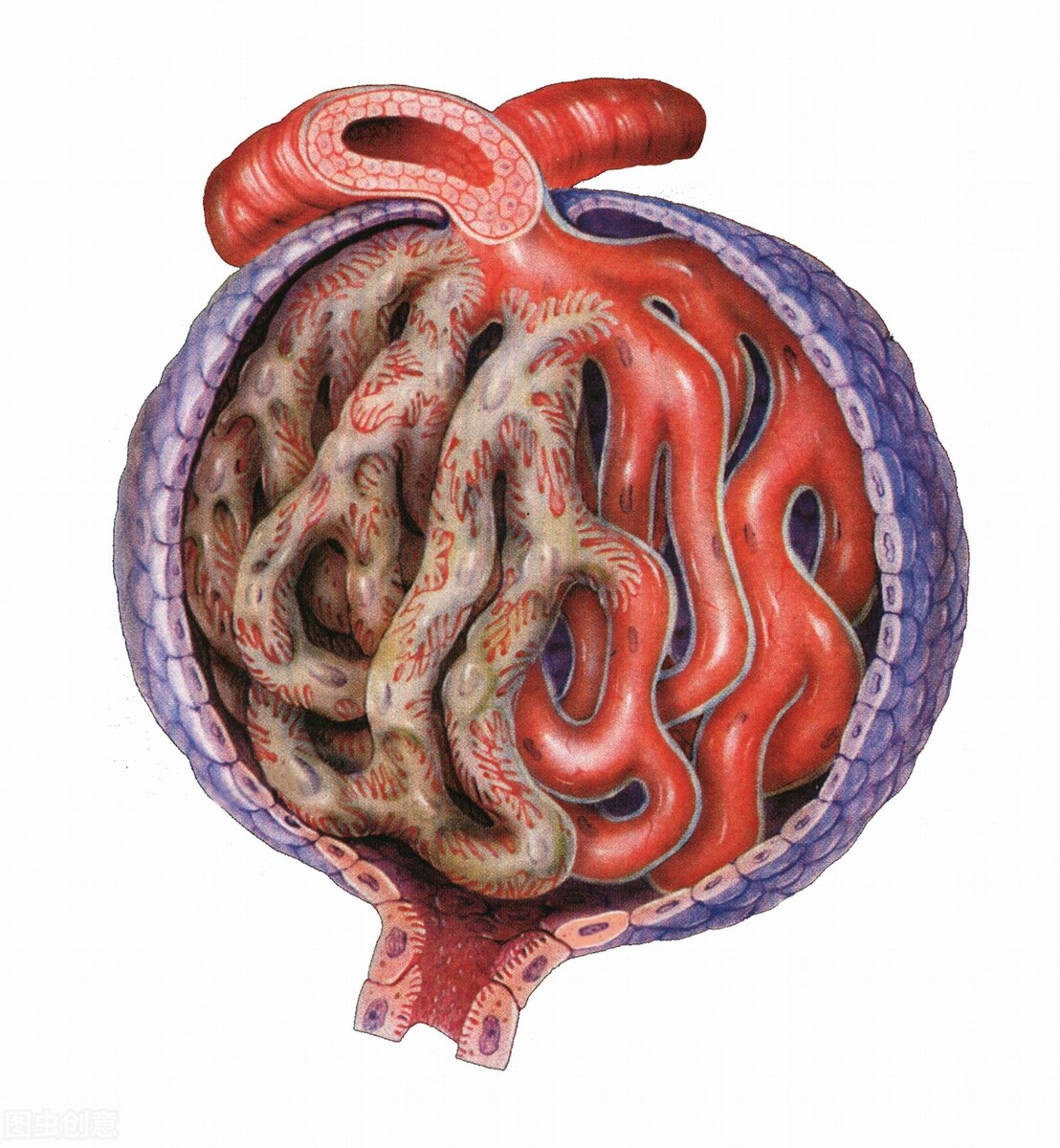 一喝水就尿多肾脏好吗,喝水就尿多代表肾脏好不好